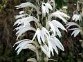 White East-Himalayan Lobelia